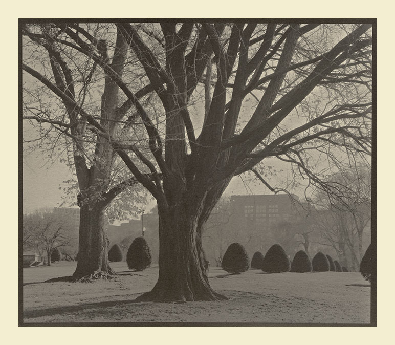 Boston Public Garden